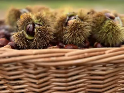 La castagnata al parco 10