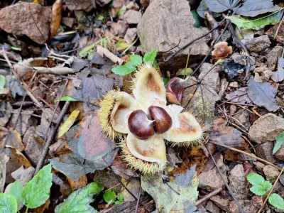 La castagnata al parco 4