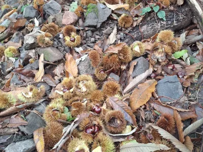 La castagnata al parco 5