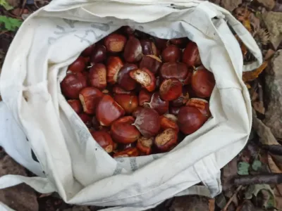 La castagnata al parco 7
