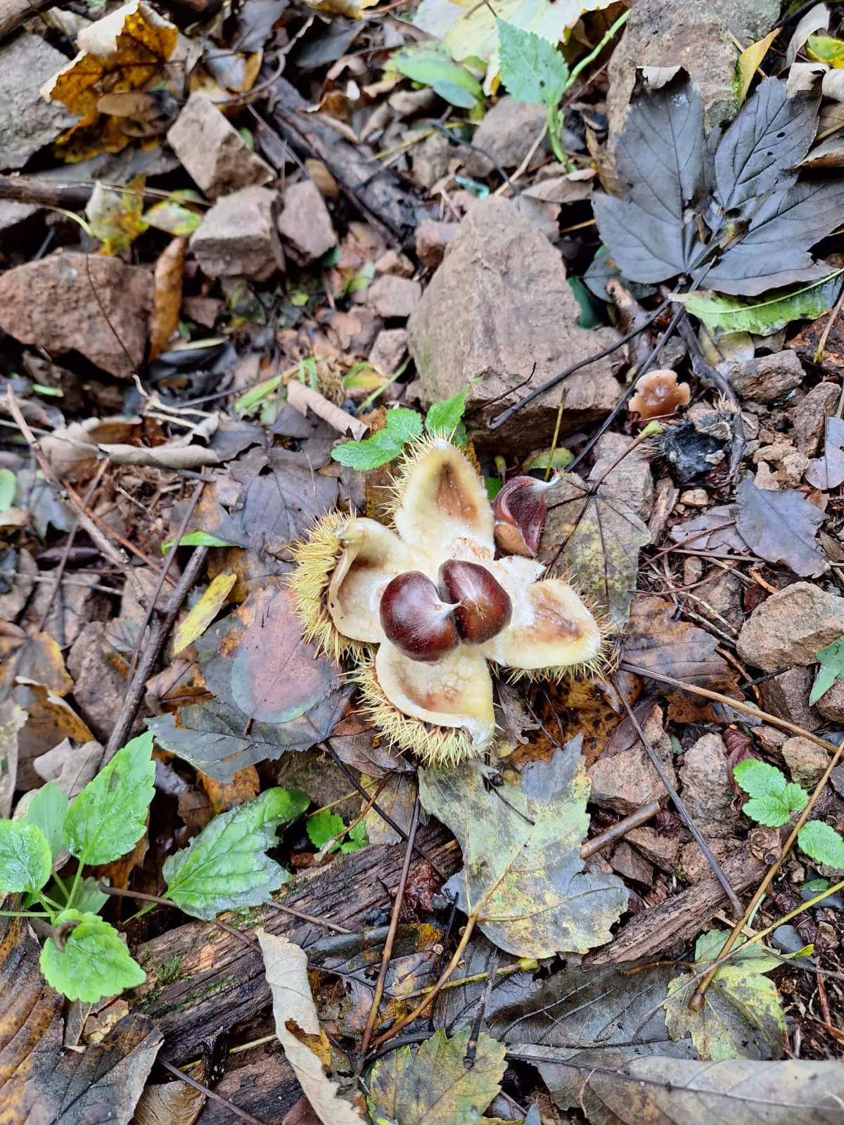 Una giornata di castagne e amicizia 1