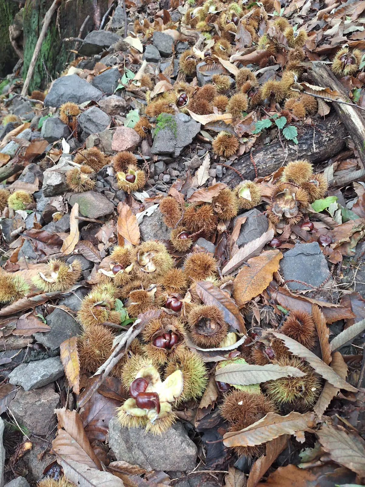 Una giornata di castagne e amicizia 2