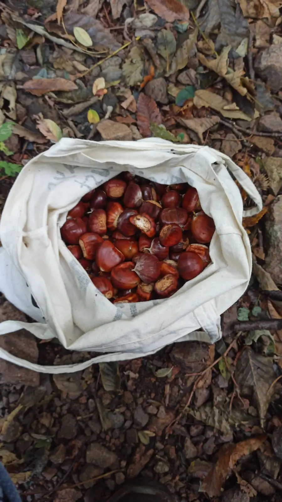 Una giornata di castagne e amicizia Castagne 1