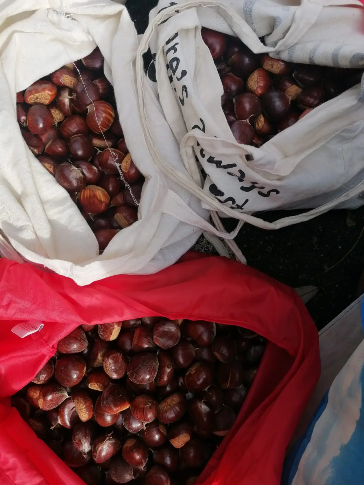 Una giornata di castagne e amicizia Castagne 2