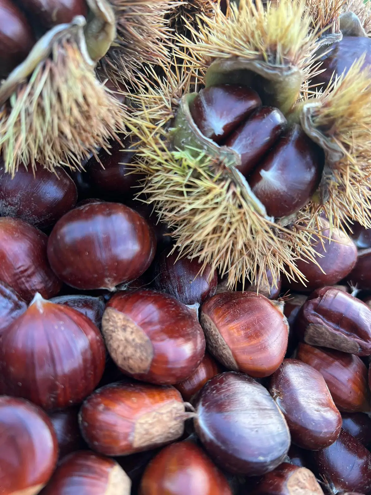 Una giornata di castagne e amicizia Castagne 3